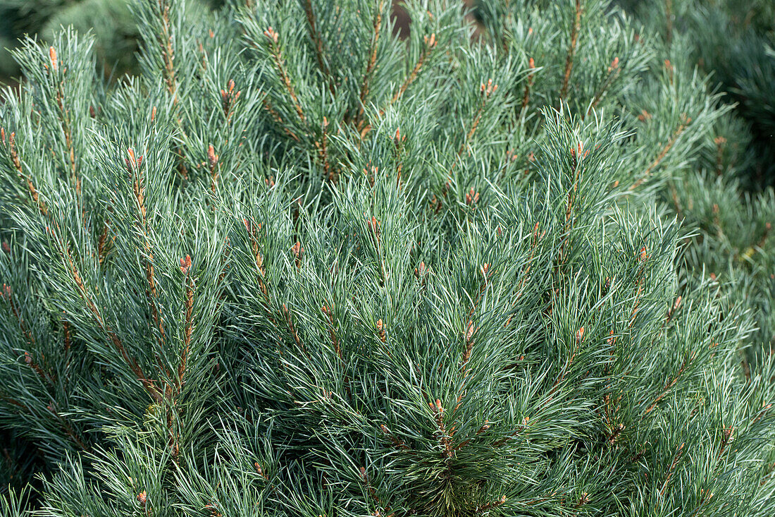 Pinus sylvestris 'Watereri'