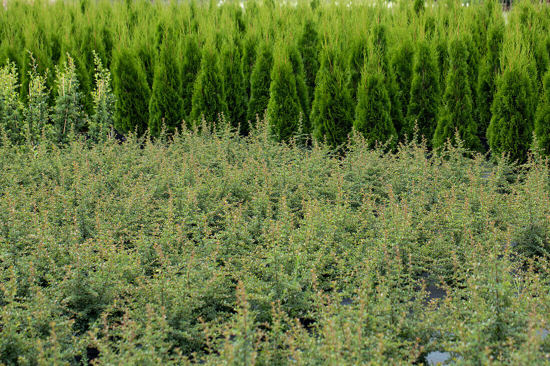 Cotoneaster microphyllus