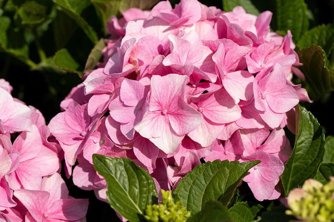 Hydrangea macrophylla, pink