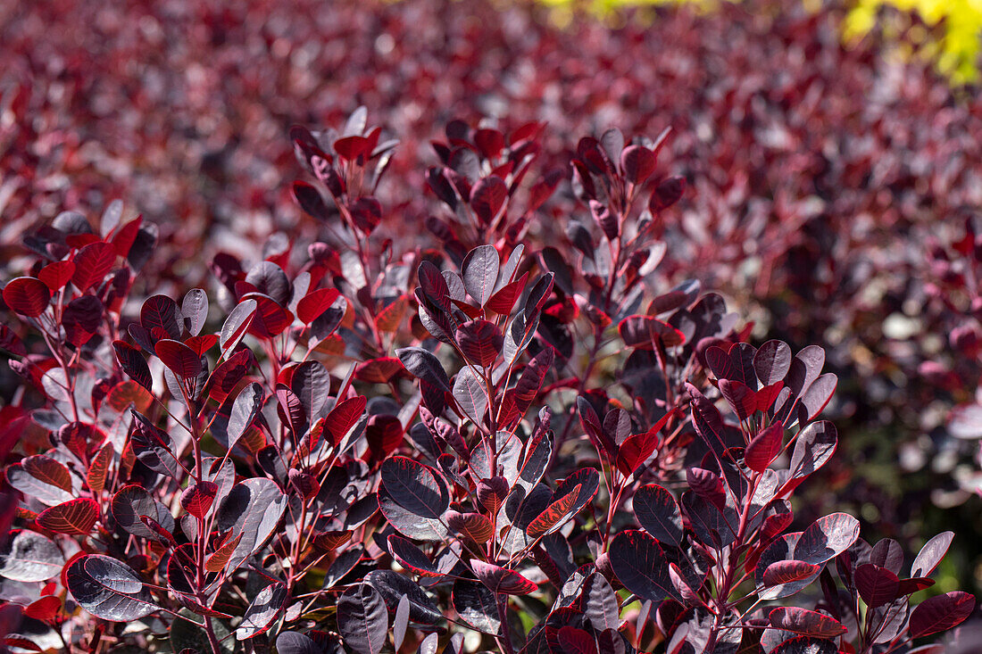 Cotinus coggygria 'Royal Purple'