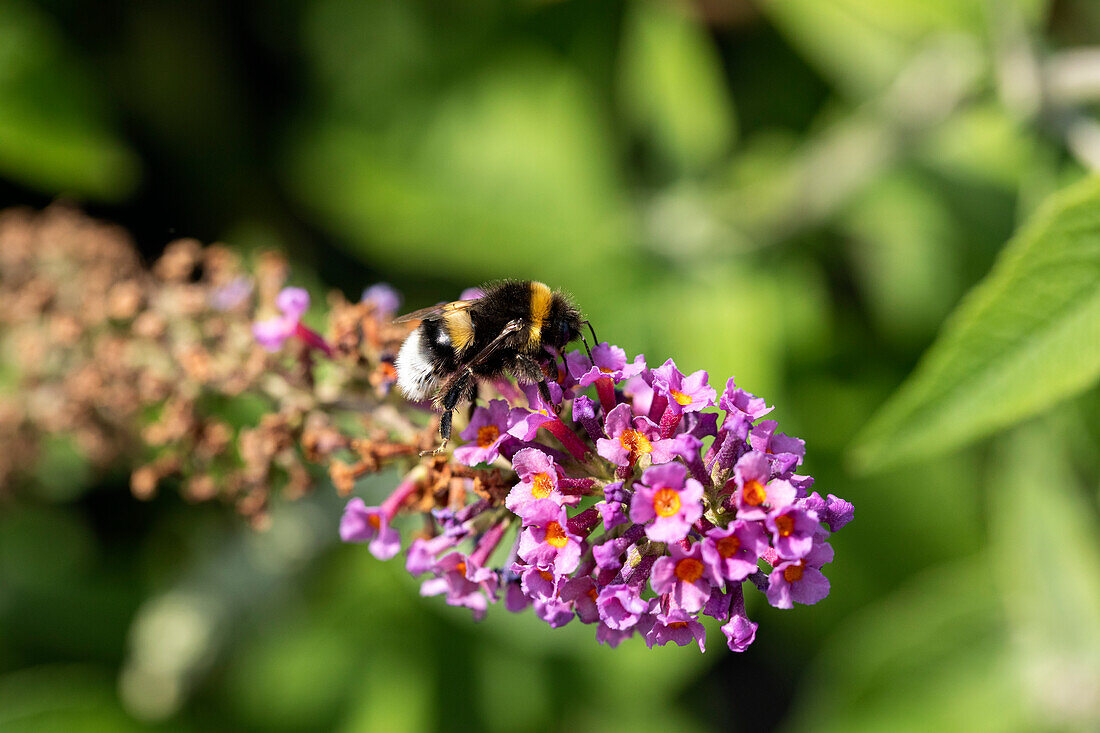 Buddleja davidii