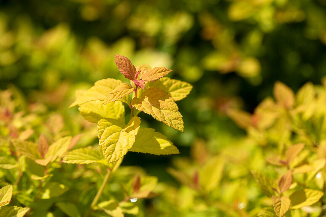 Spiraea japonica 'Magic Carpet'®