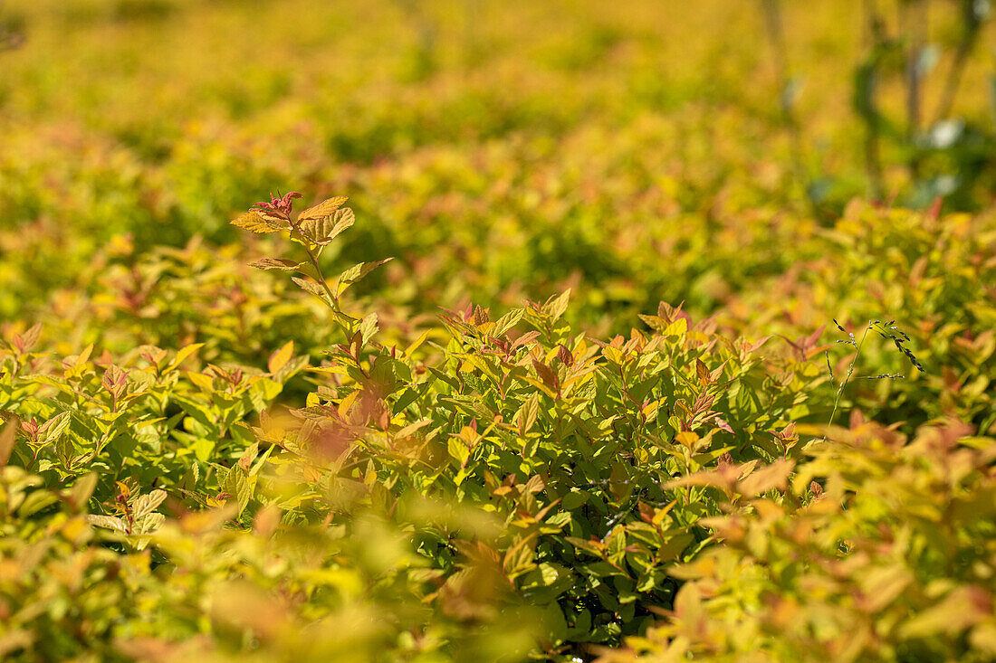 Spiraea japonica 'Magic Carpet'®