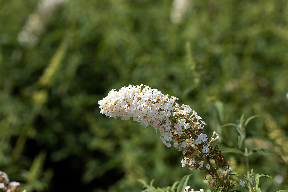 Buddleja davidii, weiß