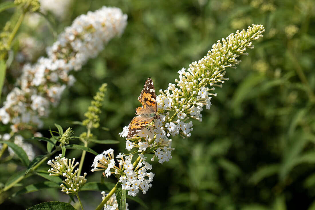 Buddleja davidii, weiß