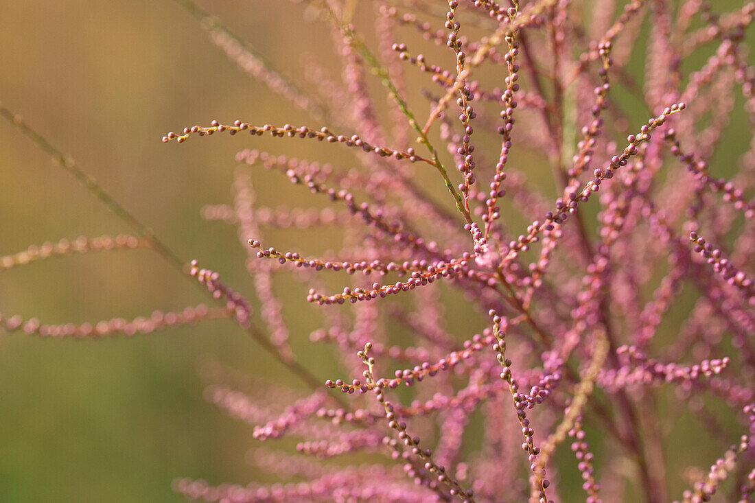 Tamarix ramosissima 'Pink Cascade'