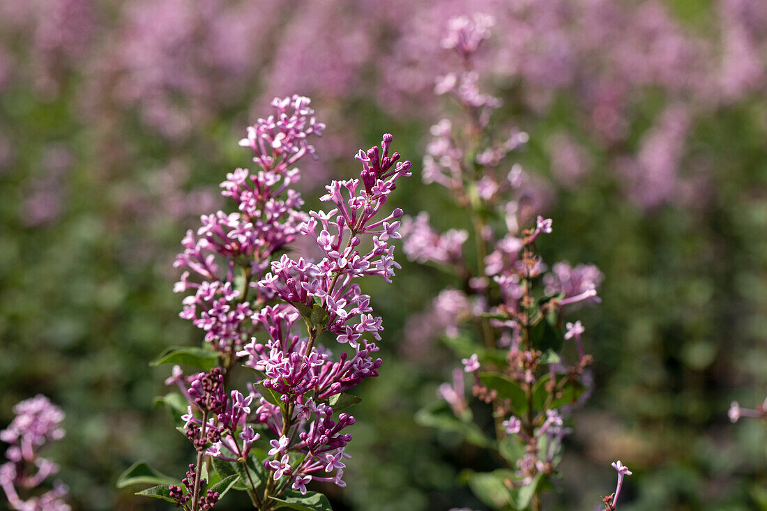 Syringa meyeri