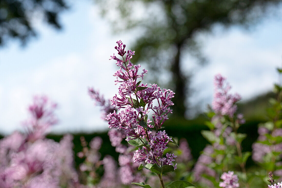 Syringa meyeri