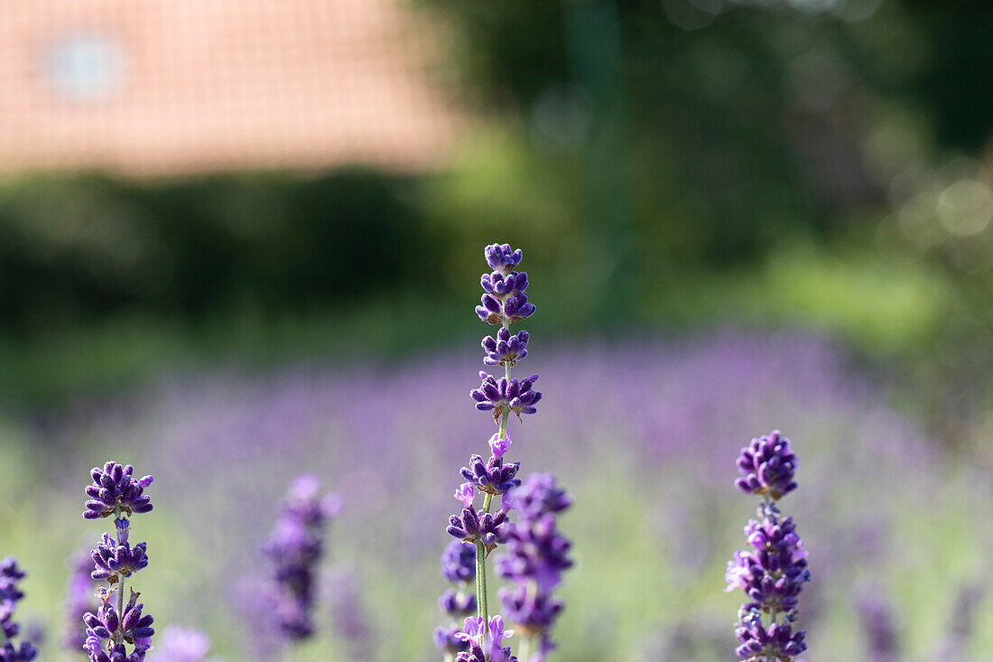 Lavandula angustifolia