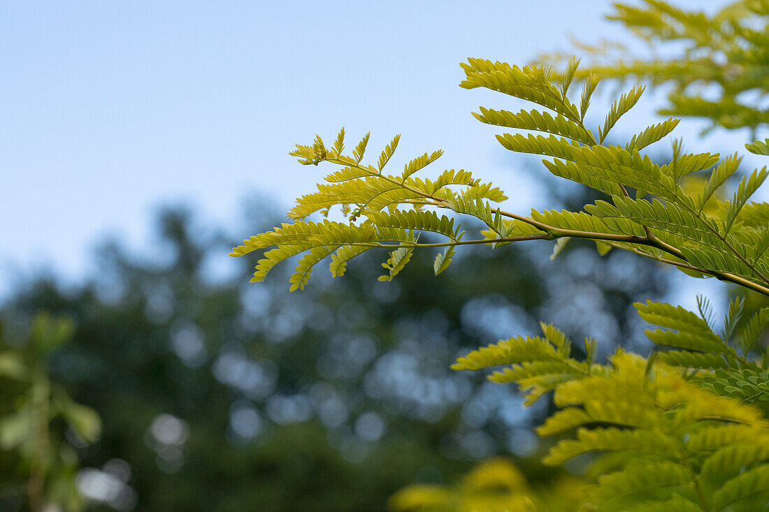 Albizia julibrissin