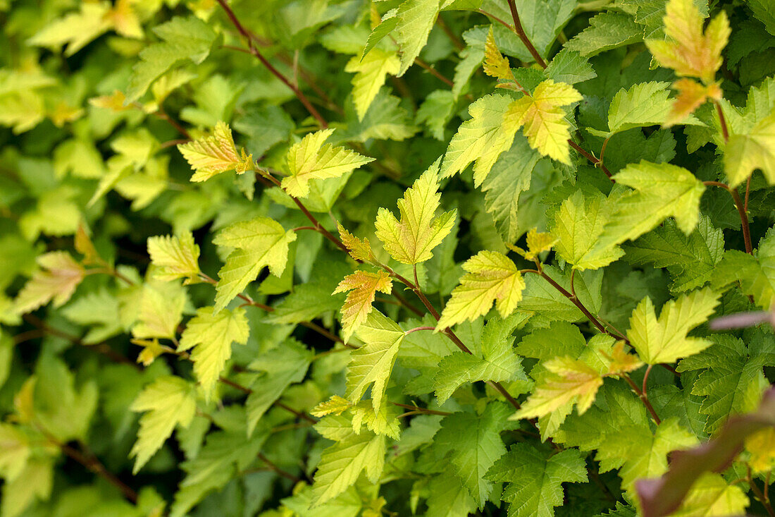 Physocarpus opulifolius 'Nugget'