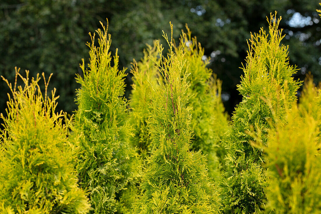 Thuja occidentalis 'Golden Smaragd'®