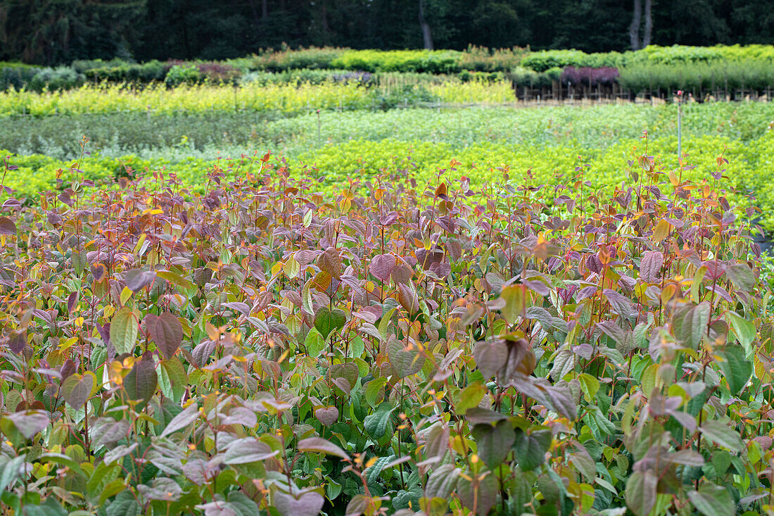 Containerised shrubs in a nursery