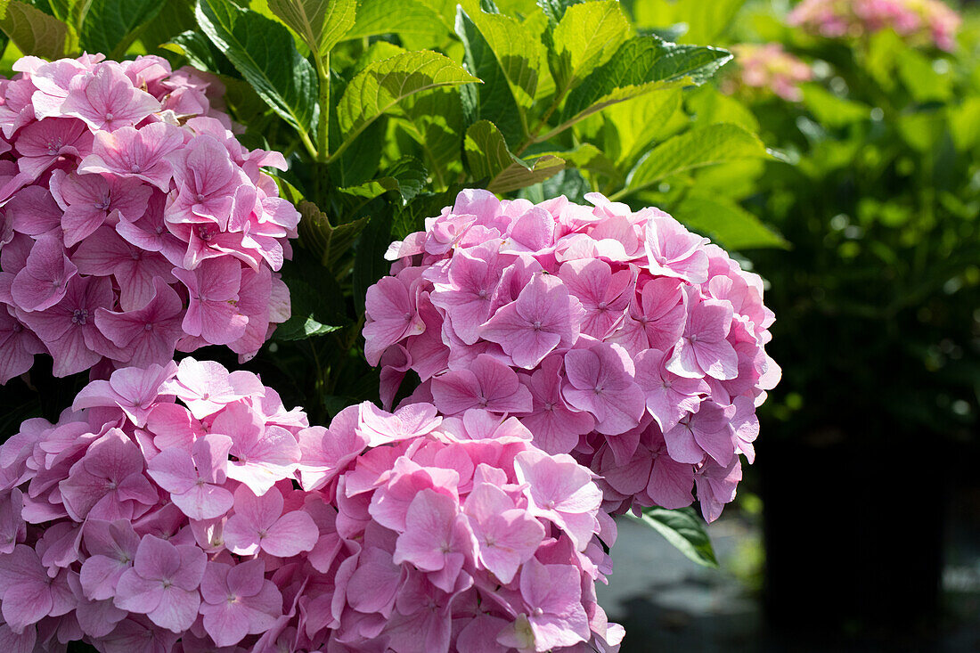 Hydrangea macrophylla, rosa