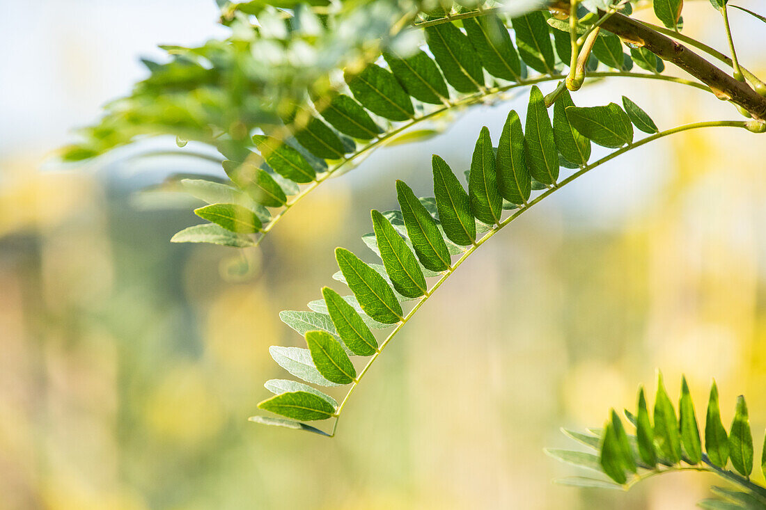 Gleditsia triacanthos 'Sunburst'