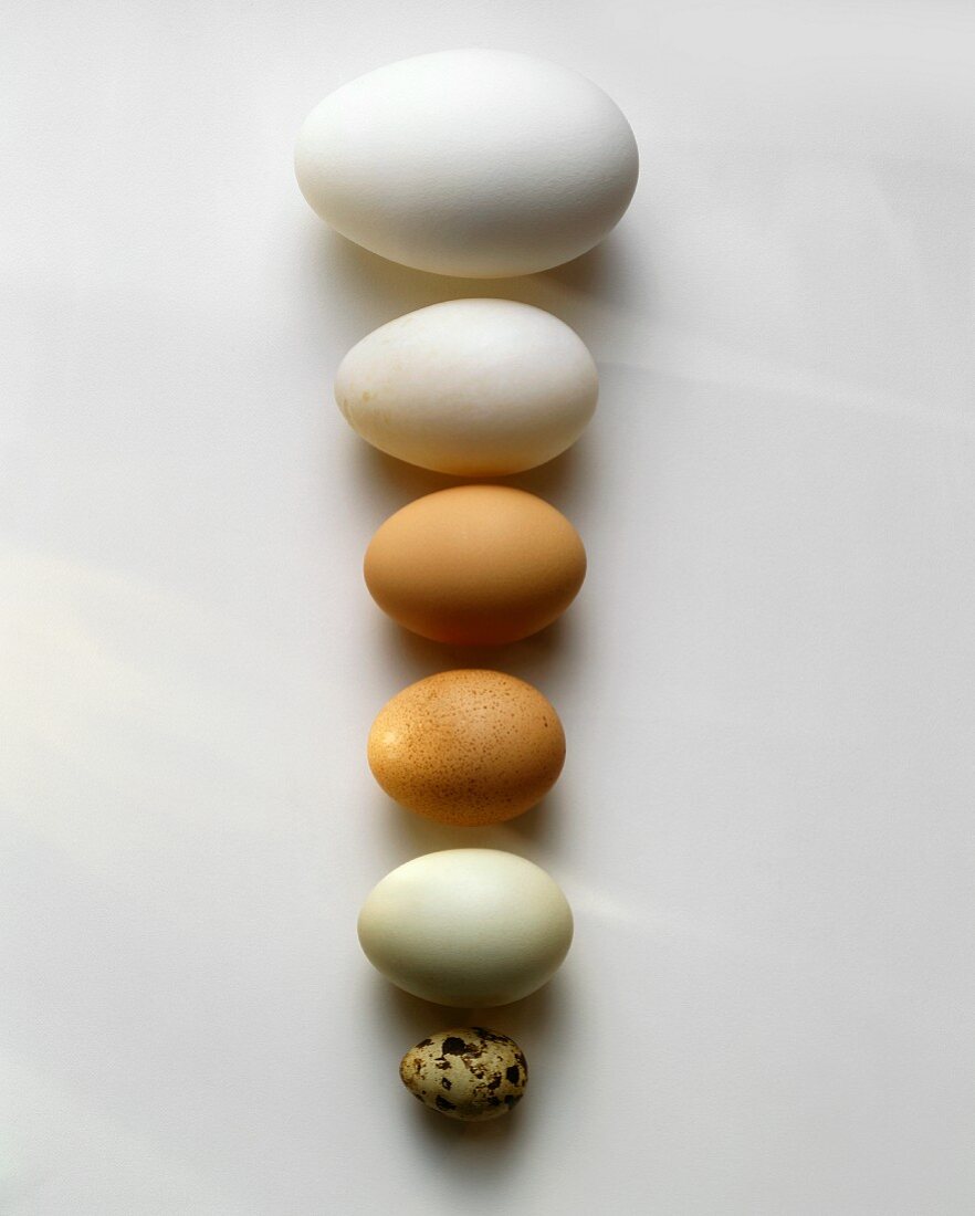 Sechs verschiedene Eier