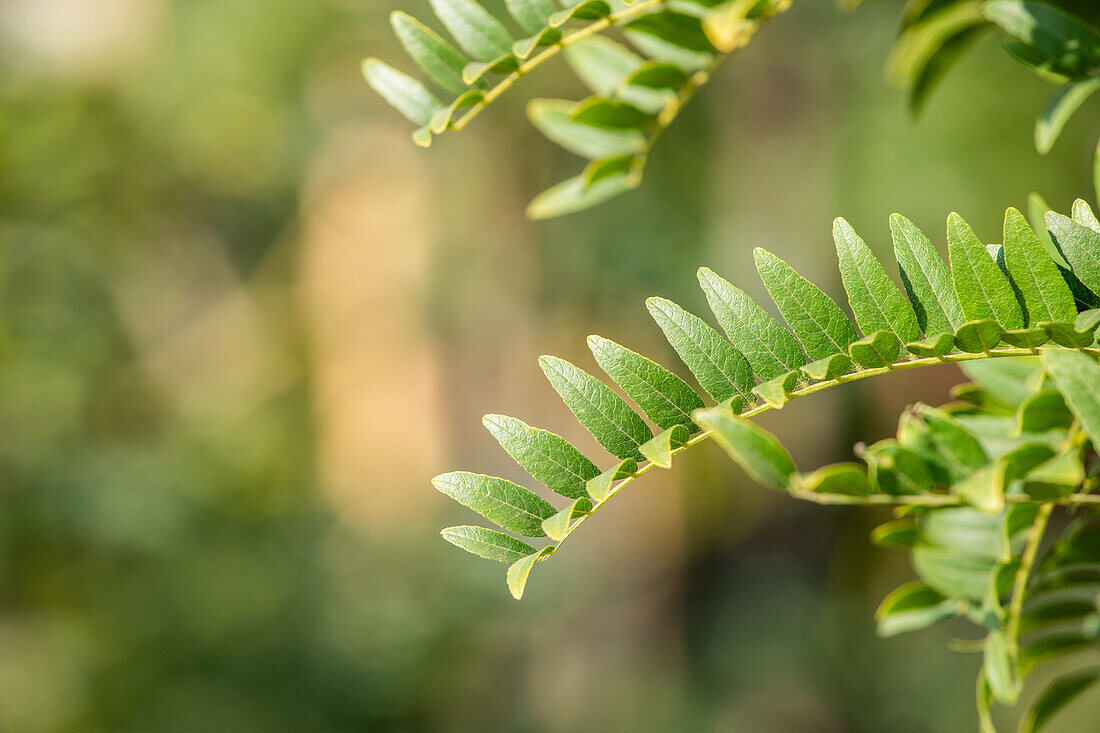 Gleditsia triacanthos 'Sunburst'