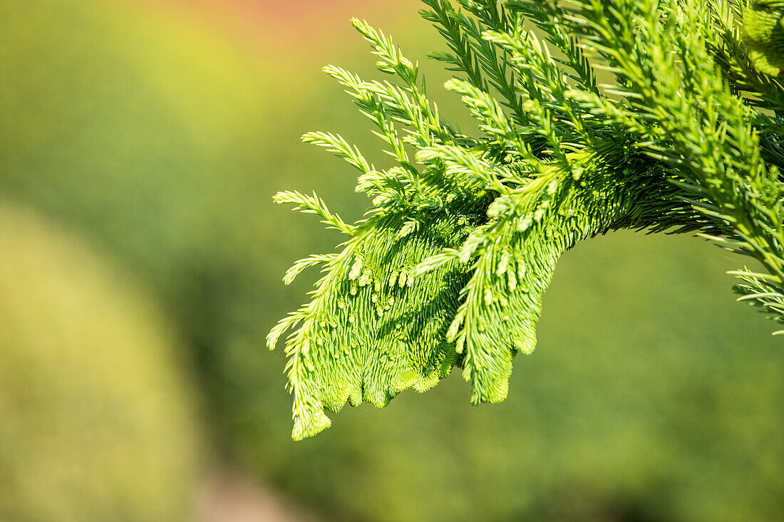 Cryptomeria japonica 'Cristata'