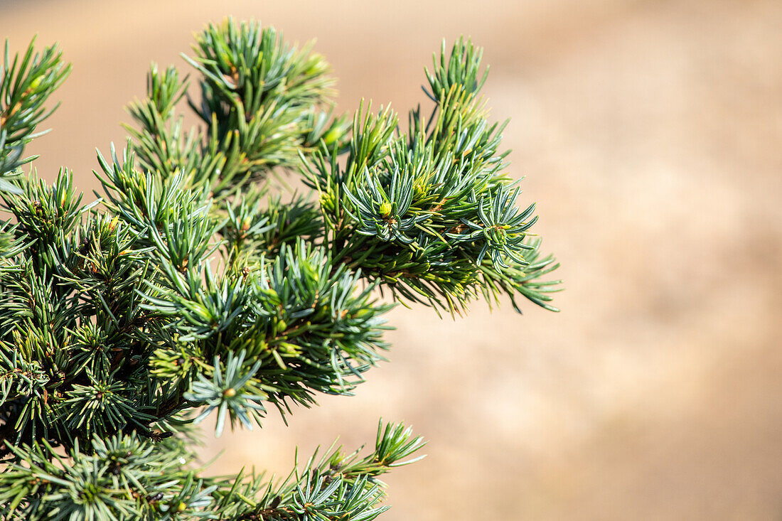 Picea omorika 'Wodan'