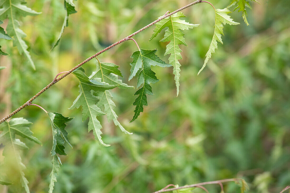 Betula pendula 'Crispa'