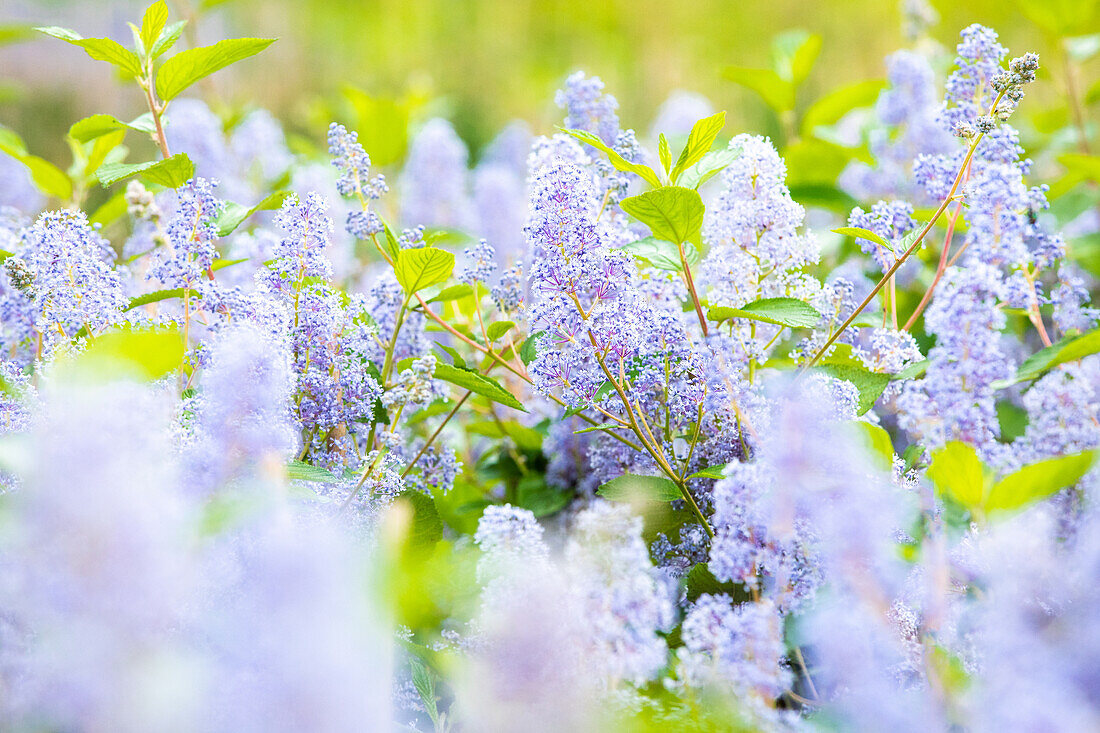 Ceanothus delilianus 'Gloire de Versailles'