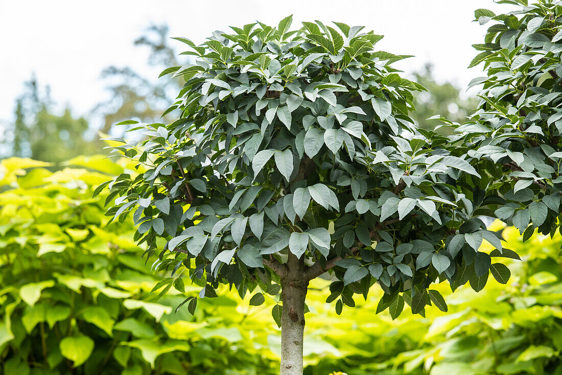 Fraxinus ornus 'Mecsek'