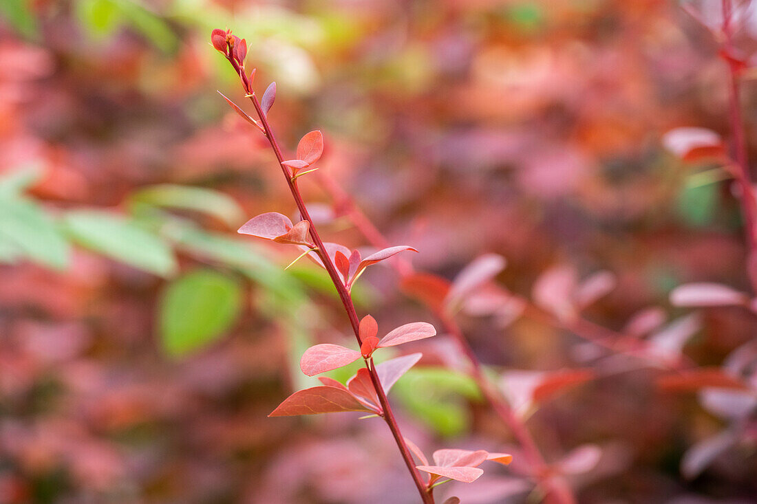 Berberis ottawensis 'Superba'