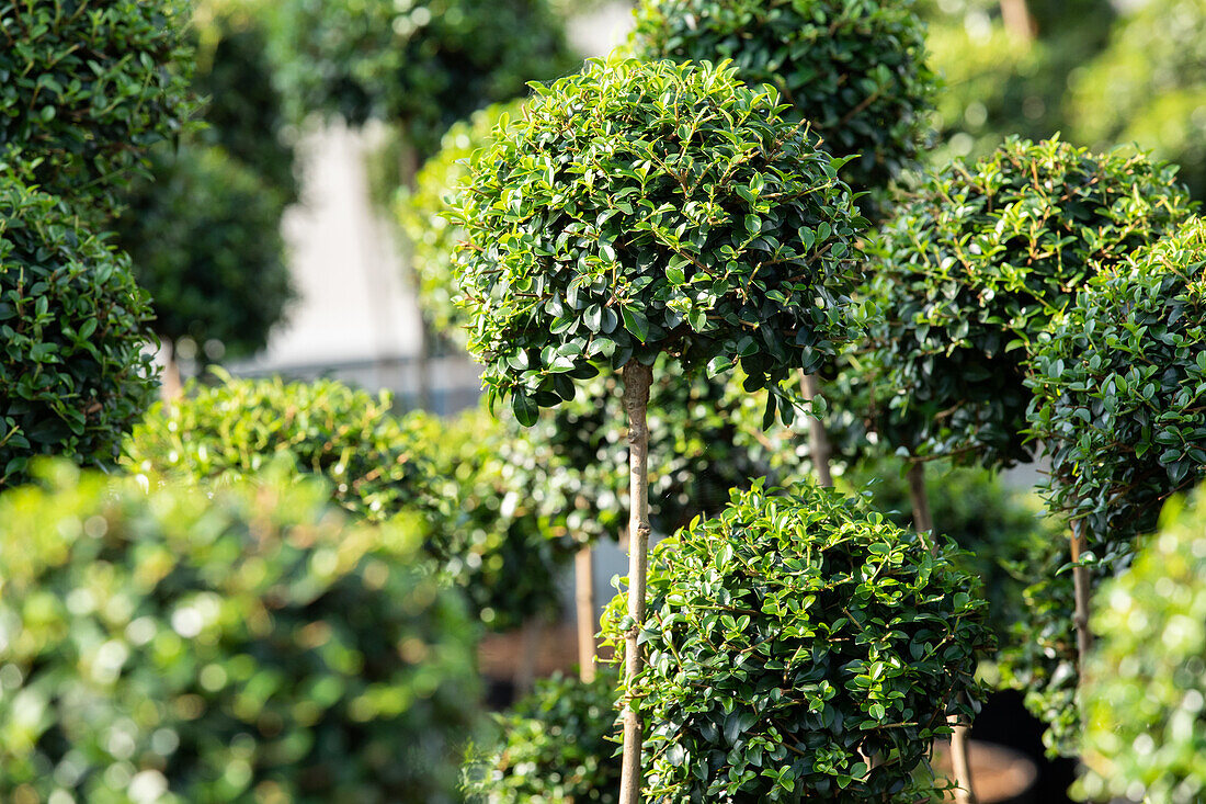 Ilex crenata 'Convexa', Stamm