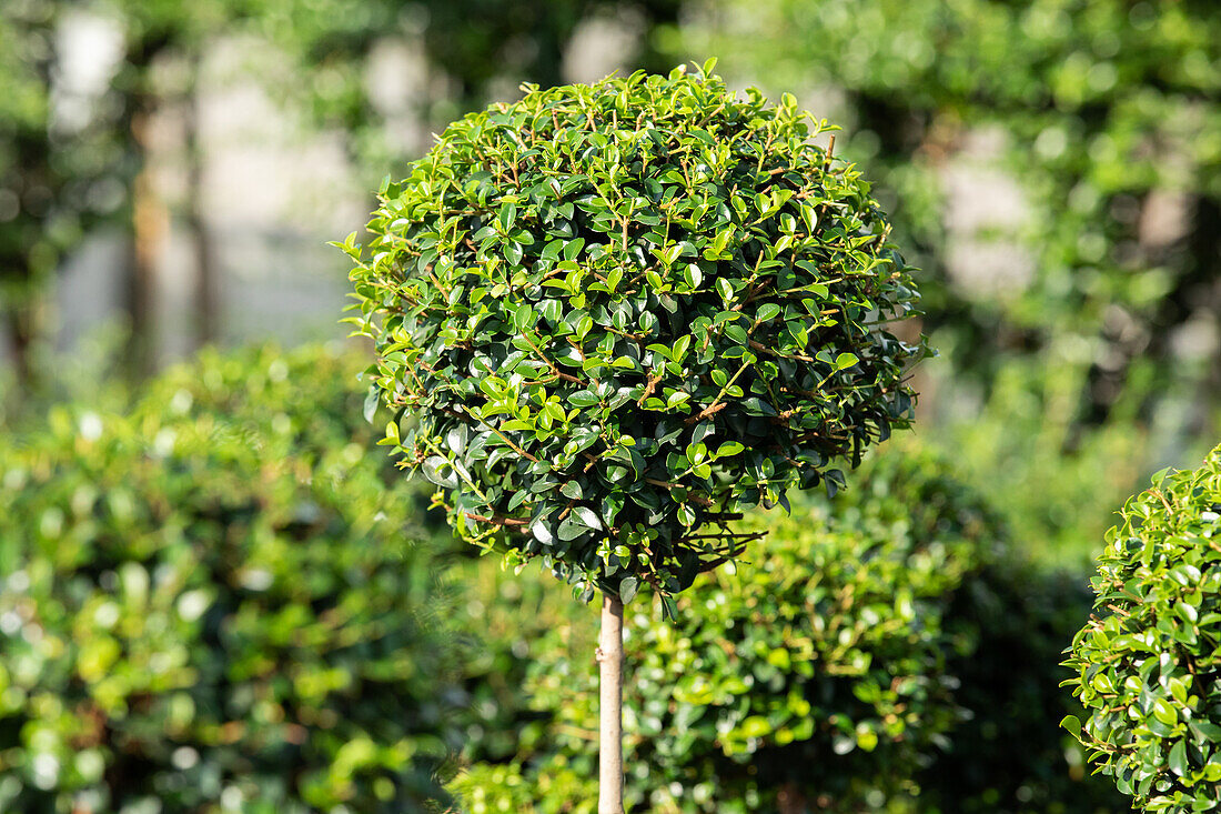 Ilex crenata 'Convexa', Stamm