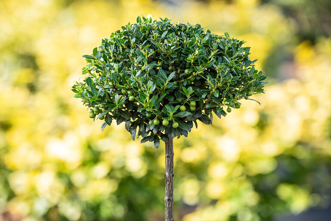 Ilex crenata 'Glorie Gem', Stamm