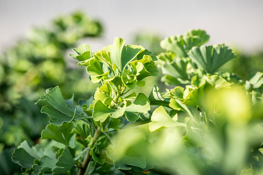 Ginkgo biloba 'Mariken'