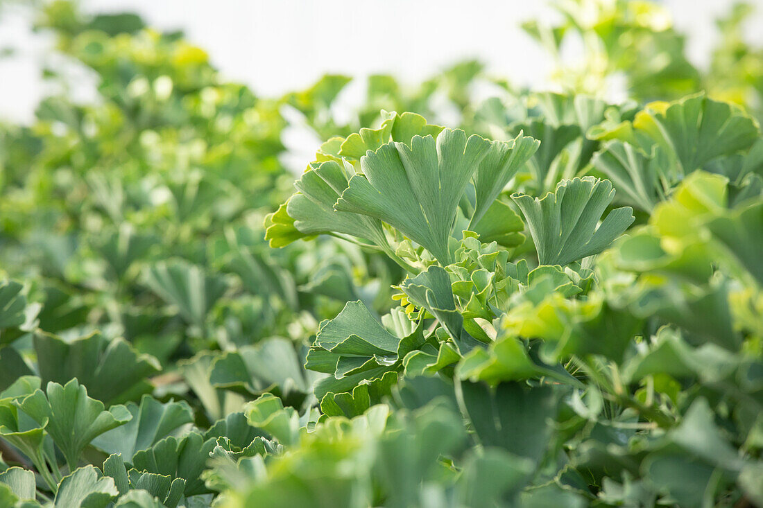 Ginkgo biloba 'Mariken'