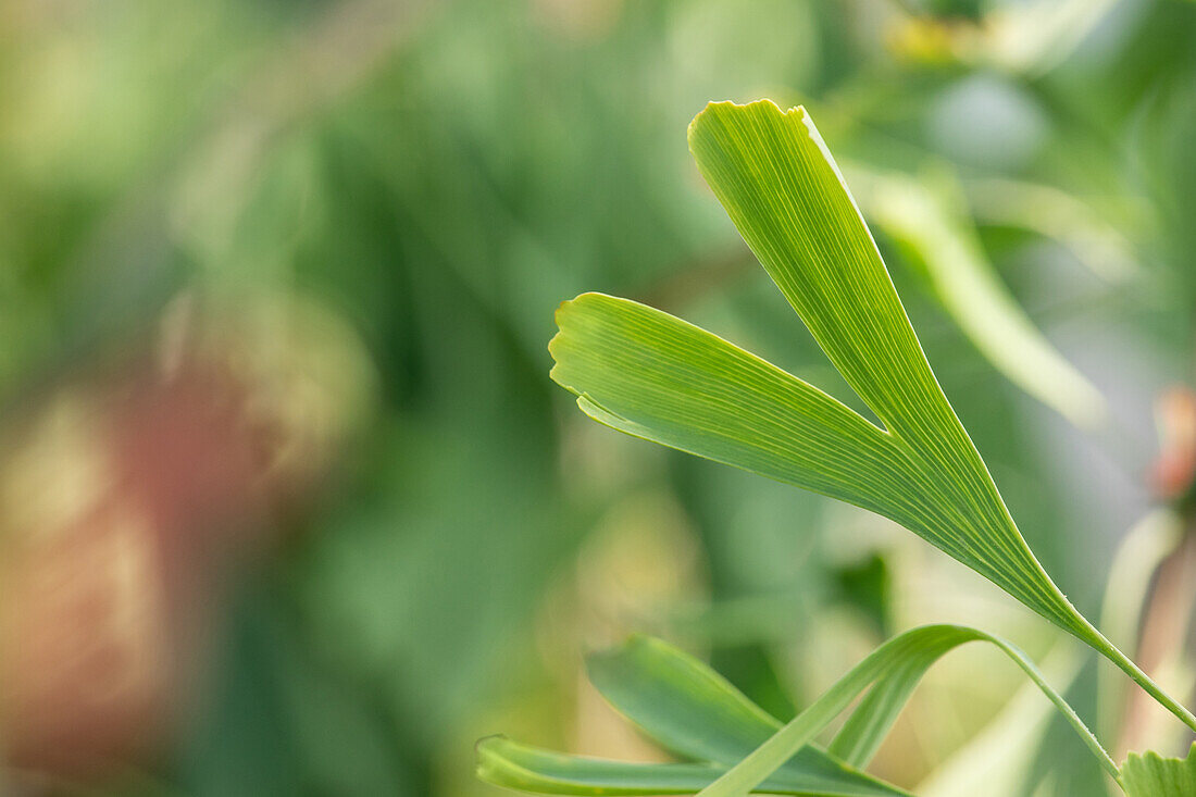 Ginkgo biloba 'Saratoga'