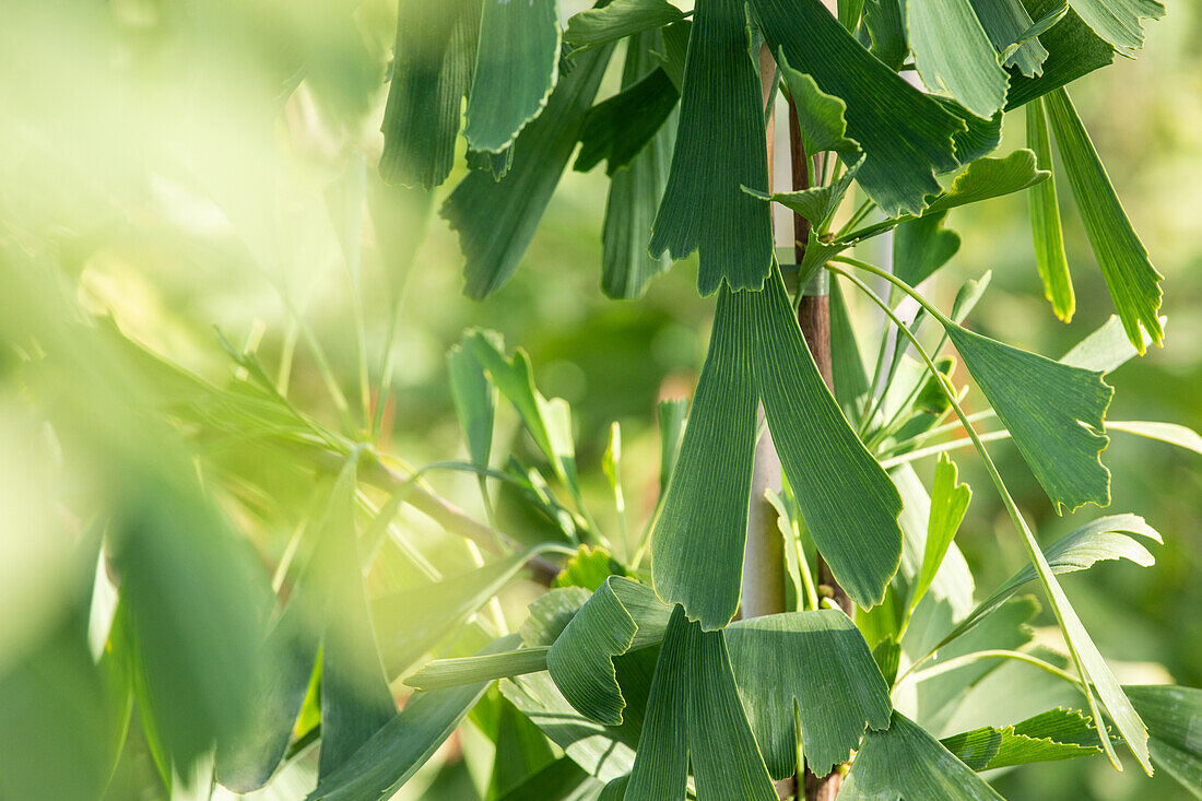 Ginkgo biloba 'Saratoga'