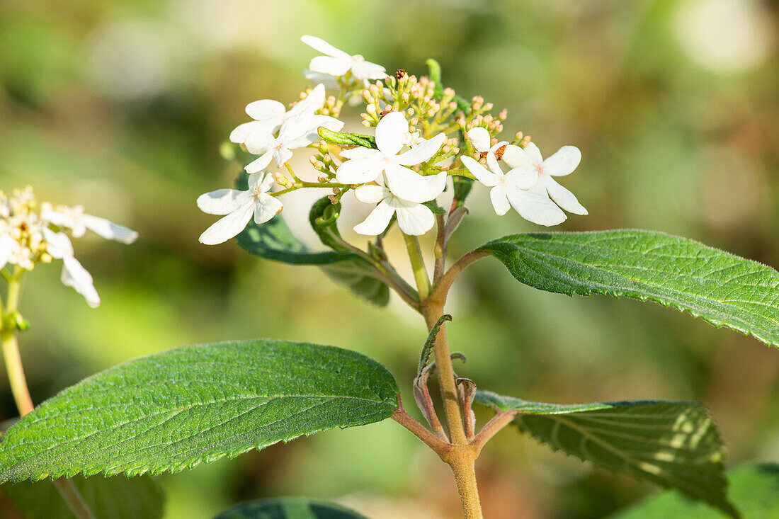 Viburnum plicatum 'Summer Snowflake'
