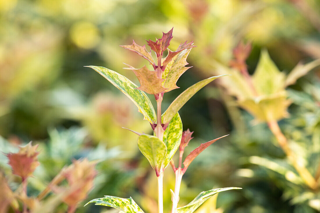 Osmanthus heterophyllus 'Goshiki'