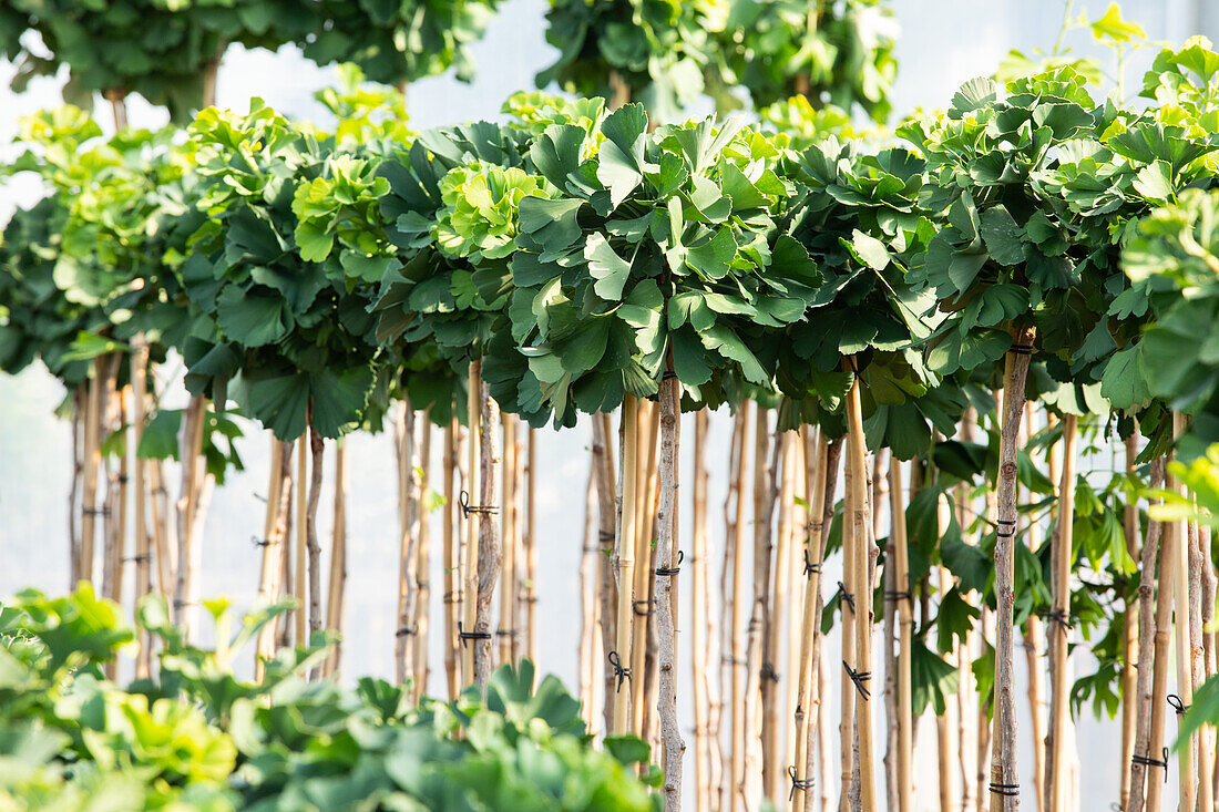 Ginkgo biloba 'Mariken', stem