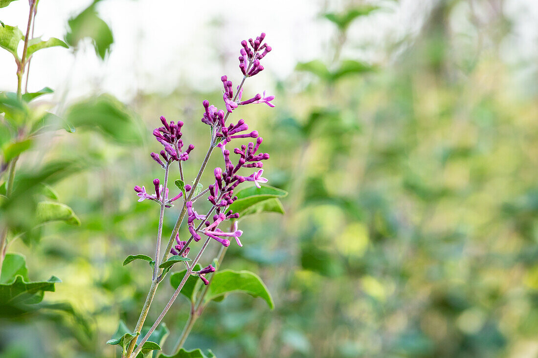 Syringa Bloomerang® 'Dark Purple'