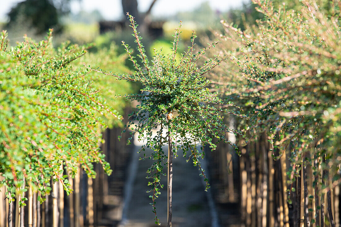 Cotoneaster microphyllus 'Cochleatus', Stamm