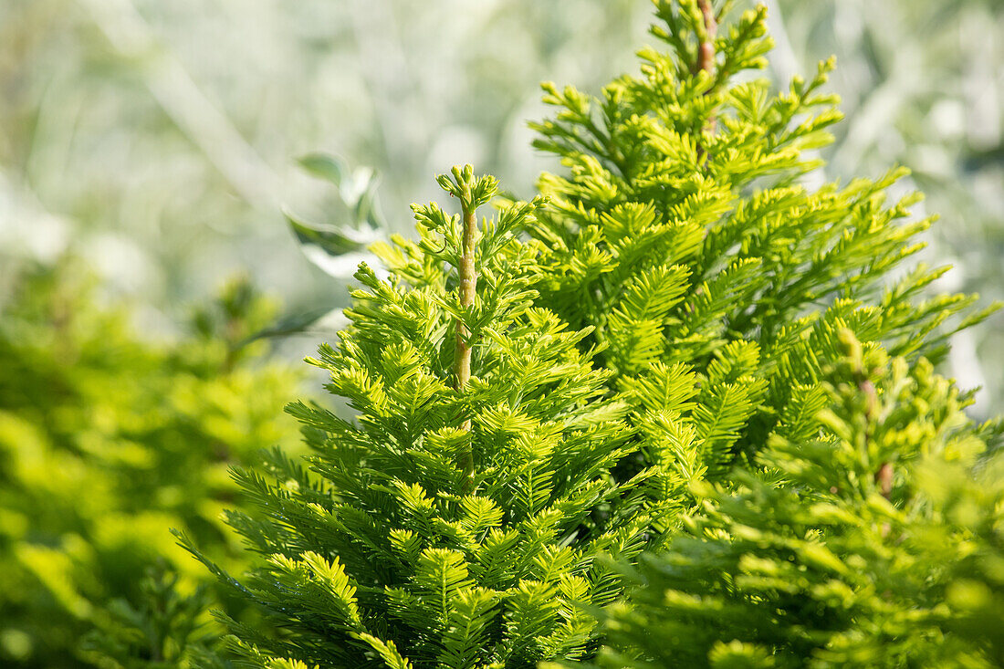 Taxodium distichum 'Peve Minaret'