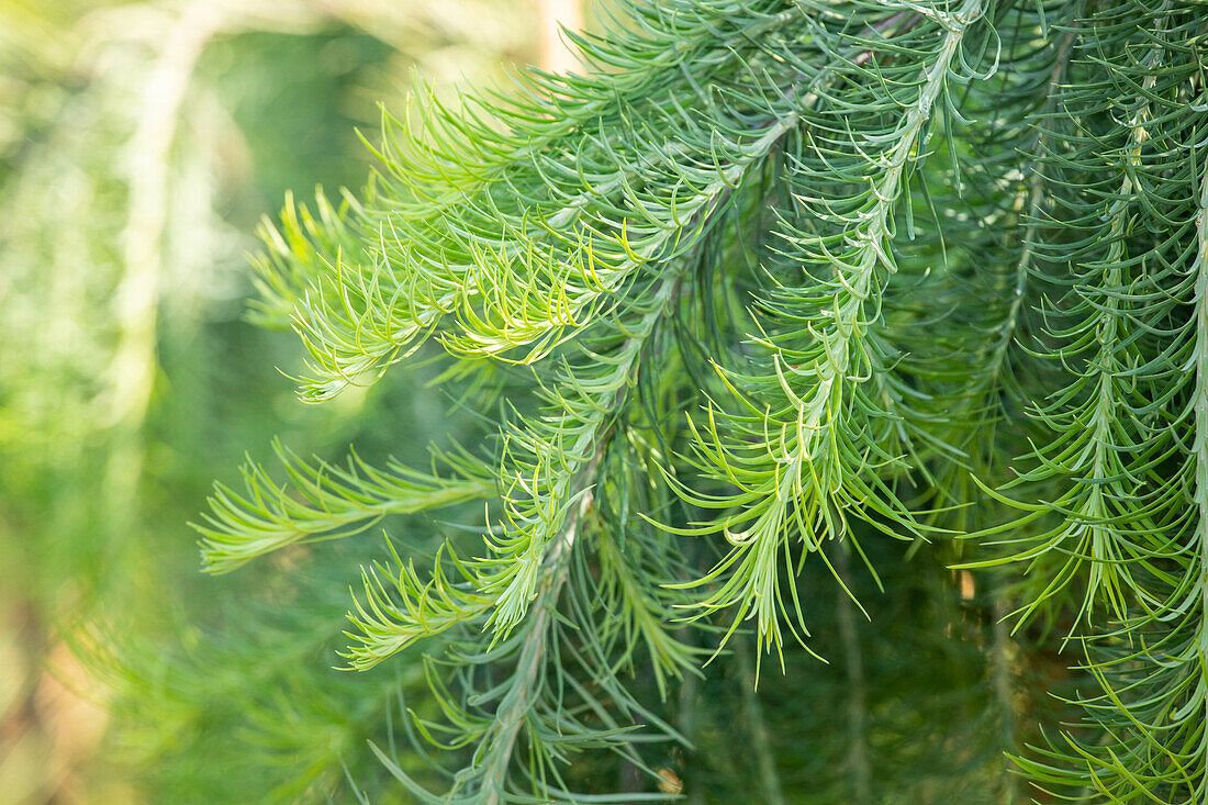 Larix kaempferi 'Stiff Weeper'