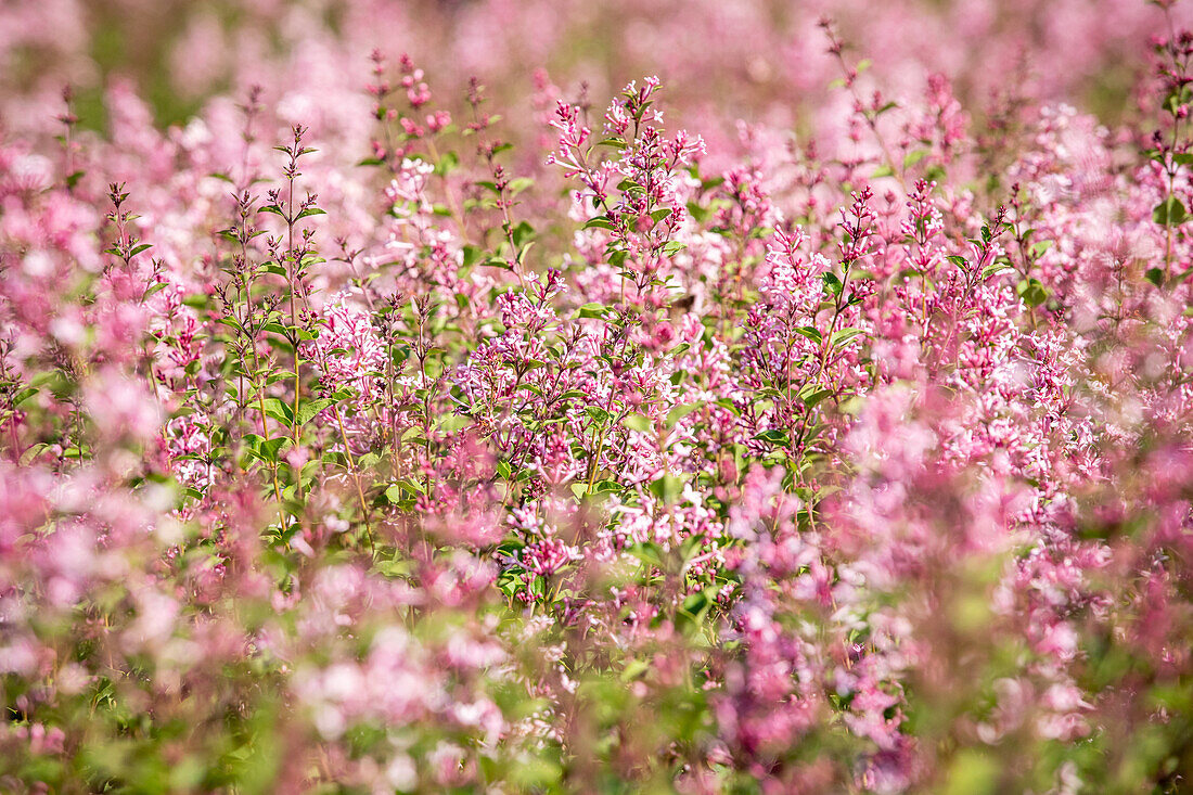 Syringa 'Bloomerang® Pink Perfume'(s)