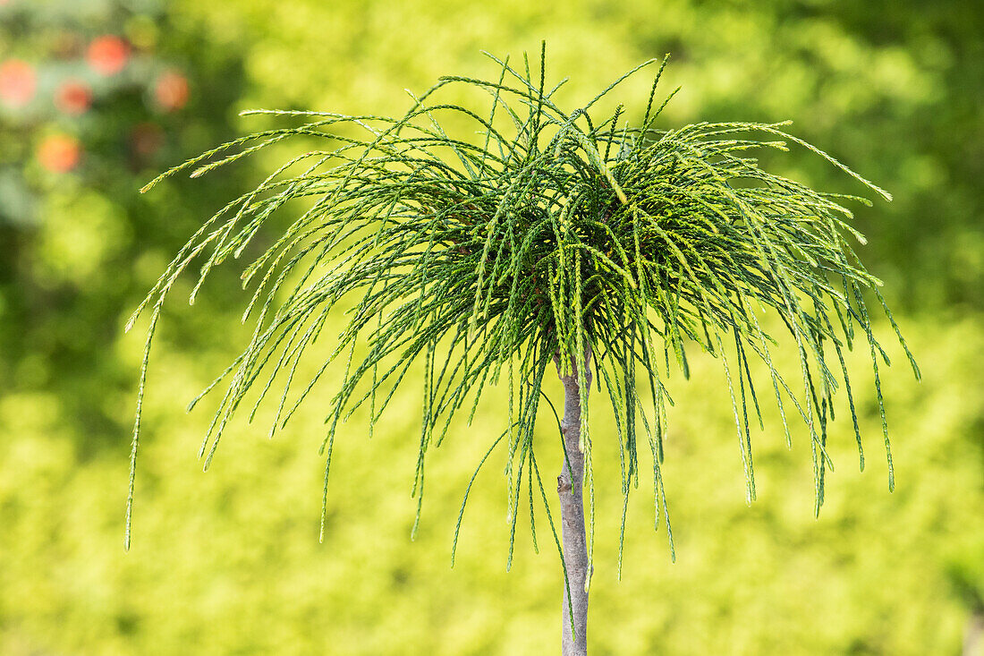 Thuja plicata 'Whipcord', Stamm