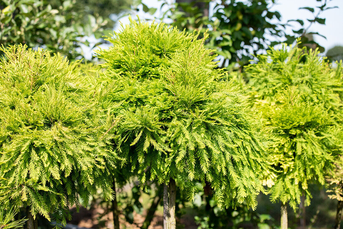 Taxodium distichum 'Secrest', Stamm