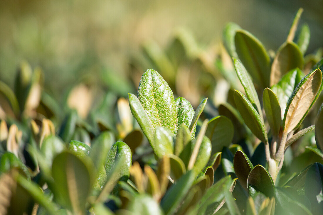 Rhododendron yakushimanum 'Crimson Pipin'