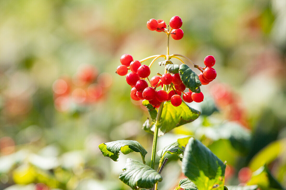 Viburnum opulus 'Compactum'