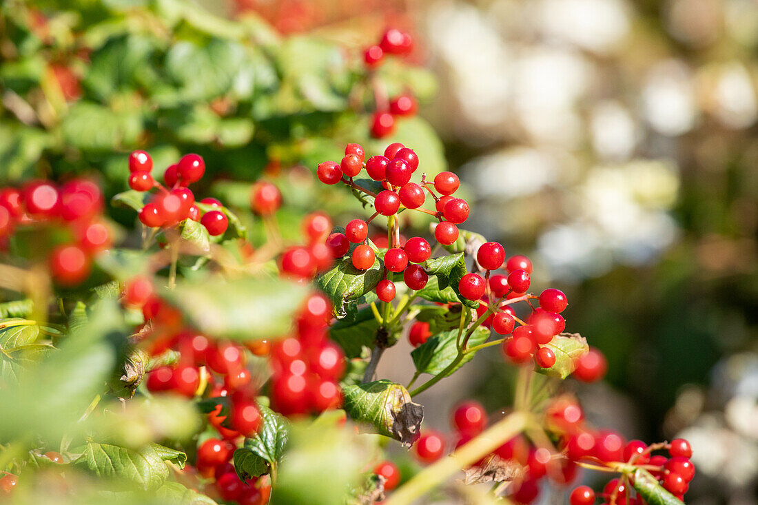 Viburnum opulus 'Compactum'