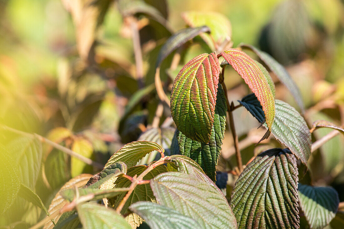 Viburnum plicatum 'Dart's Red Robin'