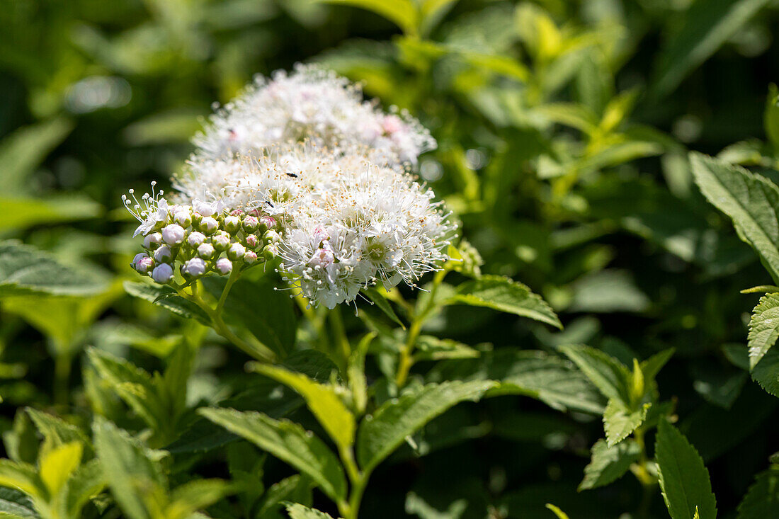 Spiraea japonica 'Albiflora'