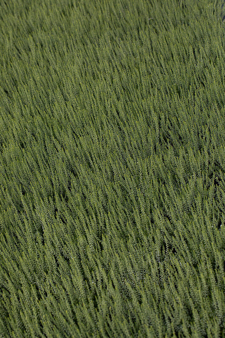 Calluna vulgaris Gardengirls® 'Madonna'(s)